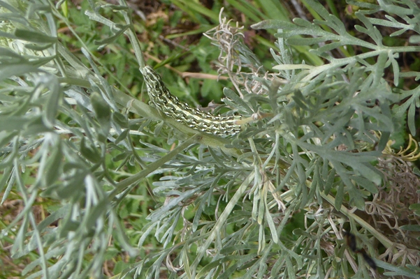 Cucullia (Cucullia) hartigi, Noctuidae